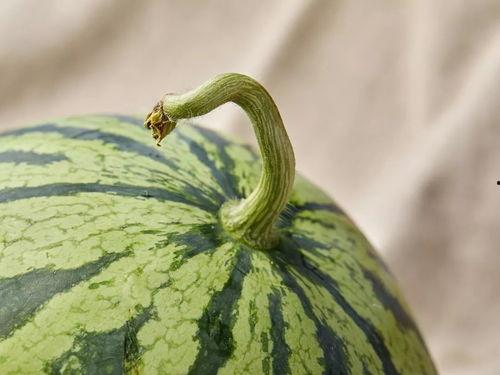 吃瓜上海白富美