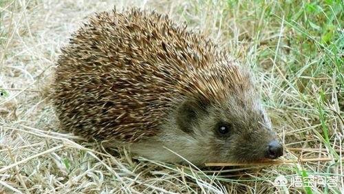 怎么防止刺猬吃瓜,巧防刺猬偷食瓜果的实用技巧