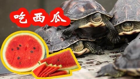 带你吃瓜小黑龟,带你领略“带你吃瓜小黑龟”的独特魅力