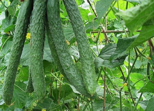 每日吃瓜七,揭秘娱乐圈的七宗“瓜”