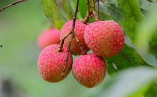 吃荔枝可以吃哈密瓜,夏日果香盛宴