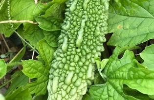 带你吃最好的瓜,带你品尝世间最甜蜜的瓜果盛宴